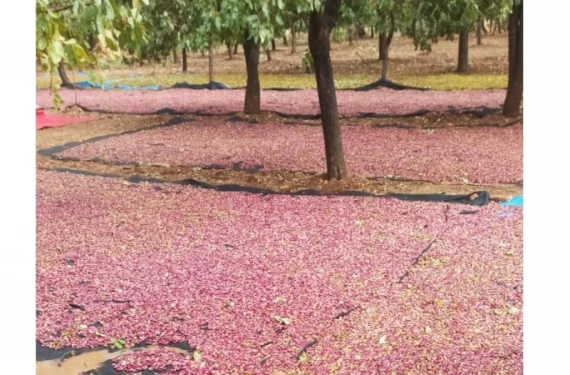 Tonlarca fıstık yerde kaldı...