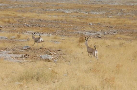 Sayısı 3 bini aştı