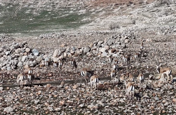 Doğal yaşam meyvesini veriyor