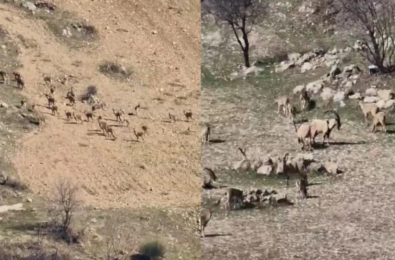 Sürü halinde görüntülendi