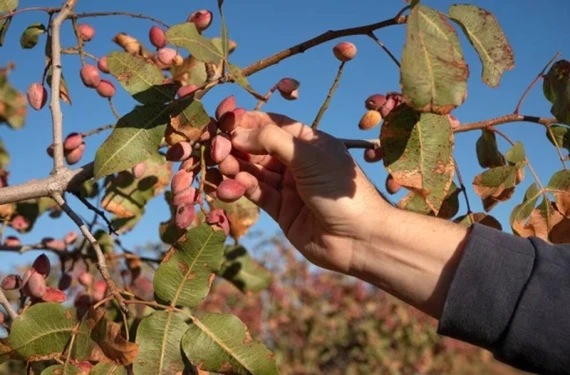 Tüm üreticiler davet edildi