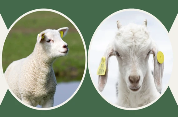 Başvurular başladı