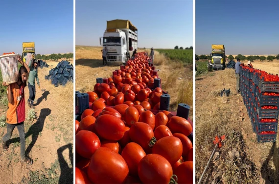 Urfa’nın alternatif ürününde rekor verim...