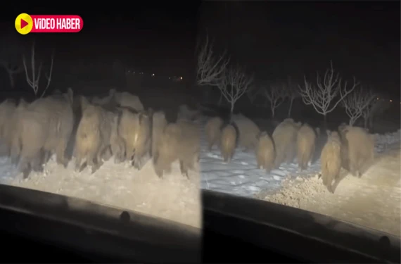 Karşısına sürü çıktı