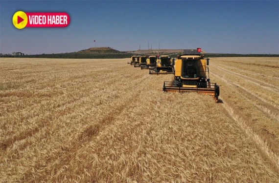 Hasat başladı