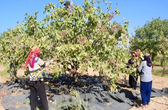 Rekolte düştü fiyatlar tavan yaptı