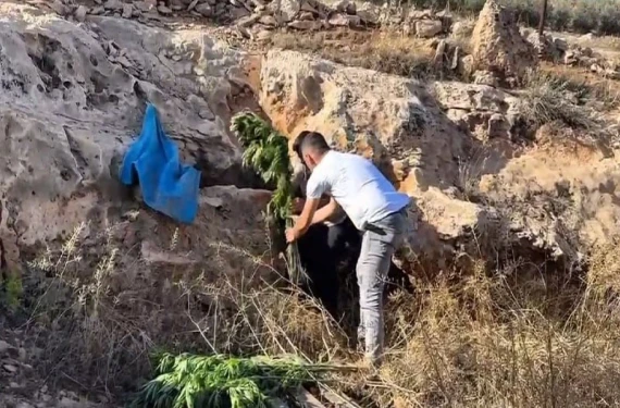 Hepsi taşların arasından çıktı