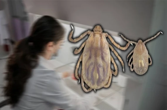 Yaz geldi, kene tehlikesi arttı: