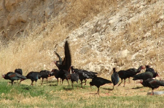 Yağsız kıyma ile besleniyorlar...