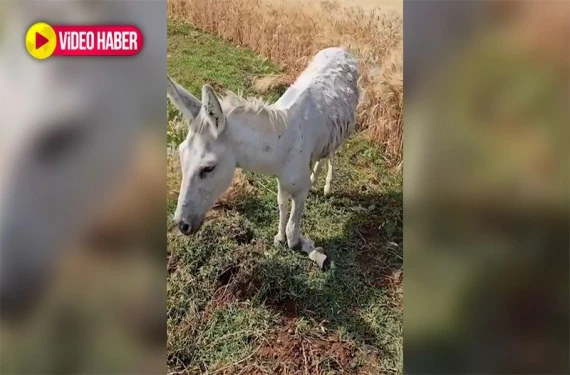 Kırık ayakla ölüme terk ettiler