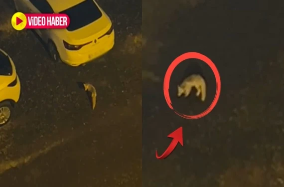 Yiyecek bulamayınca sokağa indi