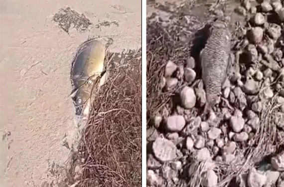 Fırat Nehri’nde korkunç iddia: