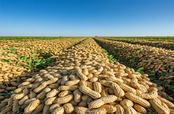 Fıstık cenneti Şanlıurfa: