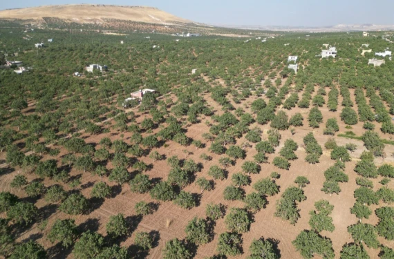 Sulu arazi 700 TL, fıstıklık 500 TL