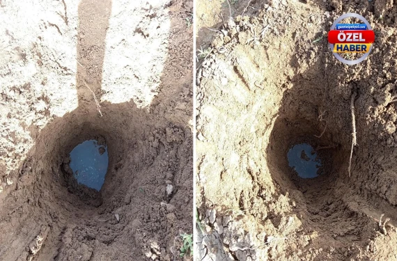 Fıstık bahçesinde şoke eden görüntü...