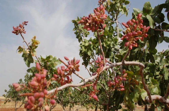 Artık kuruyemiş değil, yatırım aracı