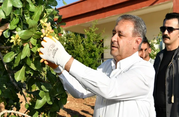 Şanlıurfa'da fıstık hasadı başladı: