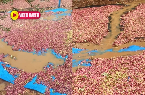 Düşük fiyatların ardından afet