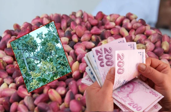 Bu da fıstık oyunu: