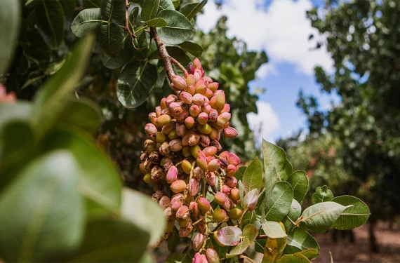 152 milyon dolarlık ihracat