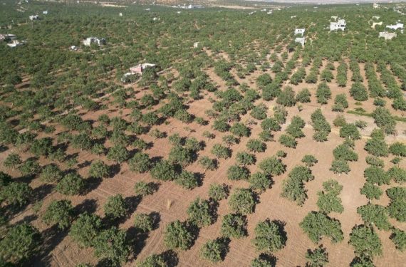 Ağaçlar 60 yaşında