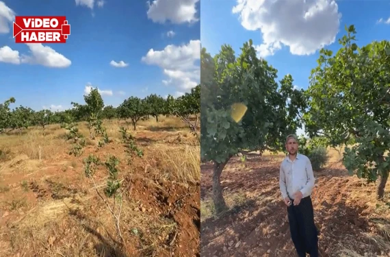 Çiftçi şaşkın...