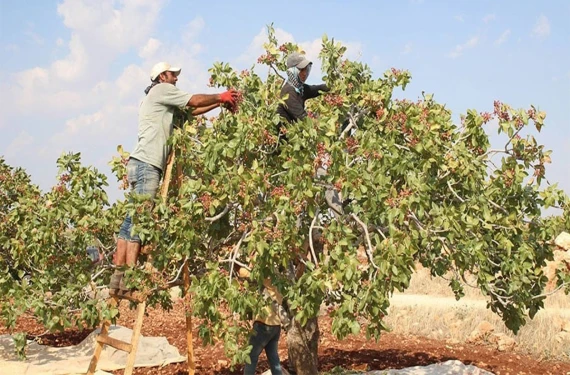 Fıstık fiyatları düştü