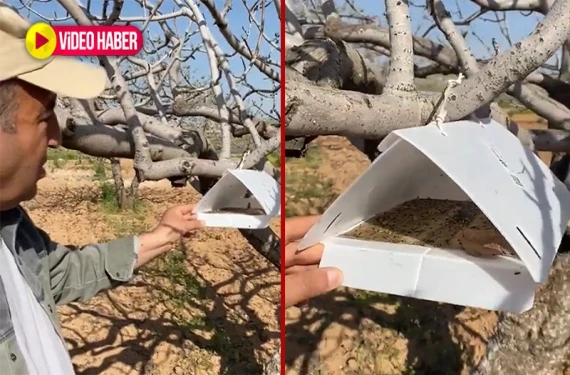 Fıstık üreticileri dikkat