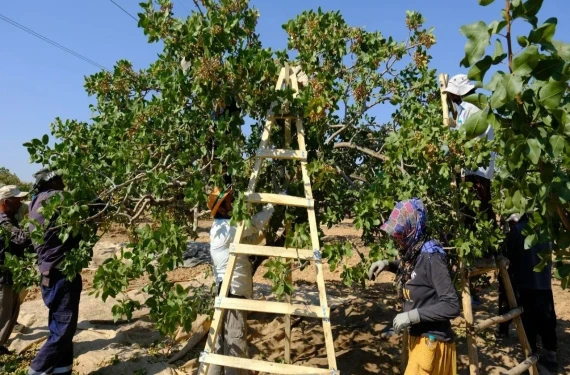 Üreticinin yüzü gülmeyecek