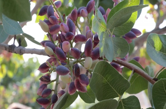 Destek ödemesi verilecek