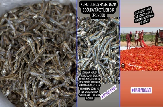 Şanlıurfa hamsi üssü olur mu?