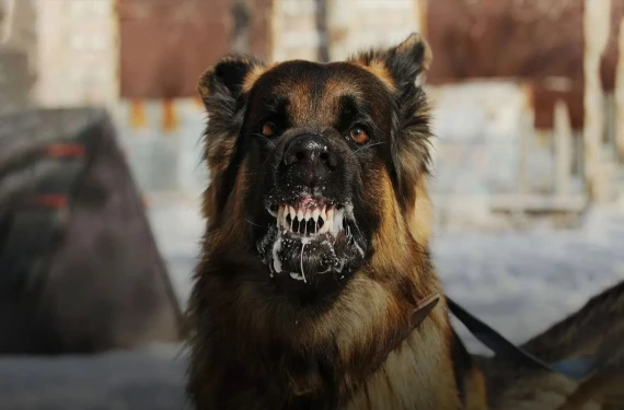 Başıboş sokak köpekleri dehşeti yaşattı: