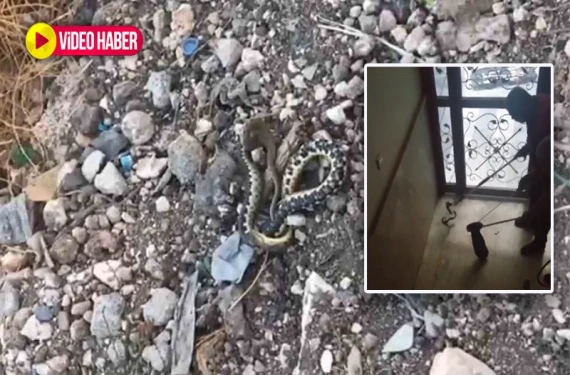 Urfa’da apartmanda yılan paniği