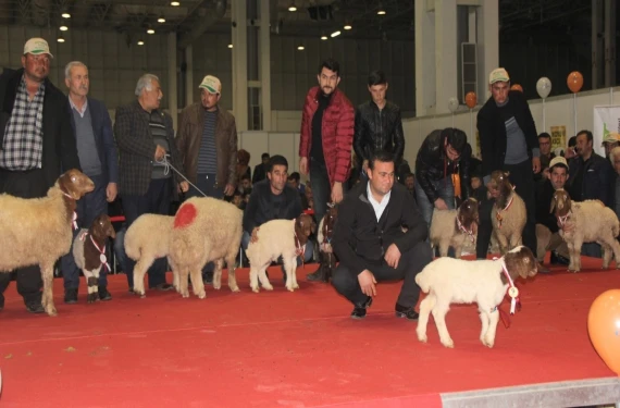 Kuzu kuzu yarışacaklar