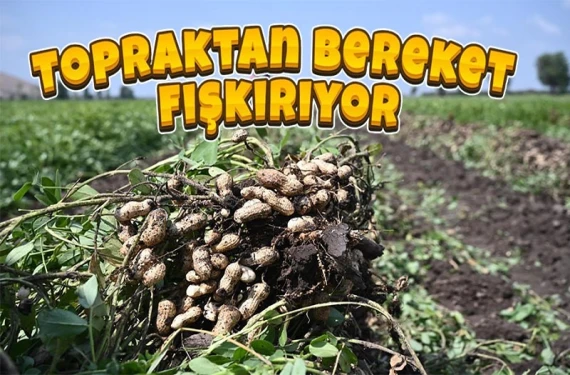 Şanlıurfa’da hasadı sürüyor!