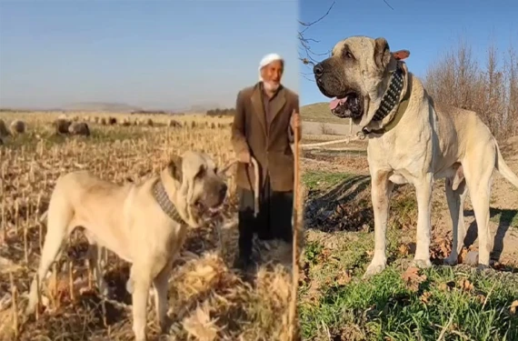 Şanlıurfa’nın yerli köpeği Gureğh
