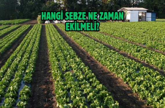 İşte sebze ekim takvimi...