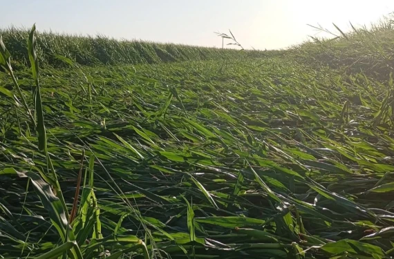 Ovada içler acısı manzara