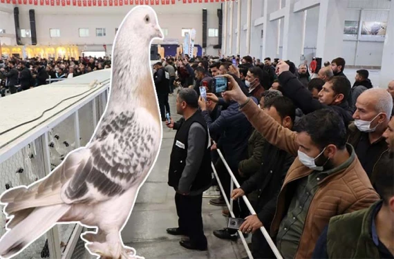 Şanlıurfa’daki kuşçular dikkat!