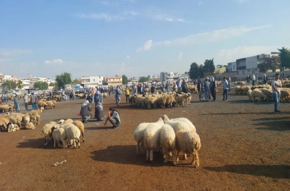 Şanlıurfa’da sonbahar bereketi: