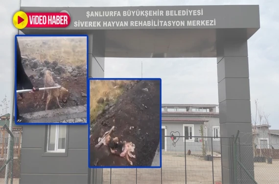 Barınaktan kaçtıkları tahmin ediliyor!