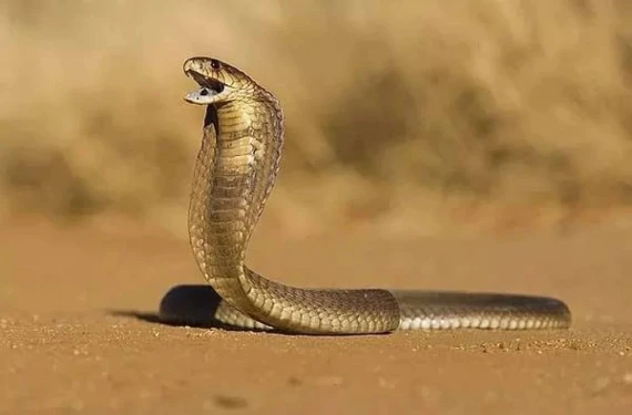 Tek ısırığıyla koca fili öldürebiliyor