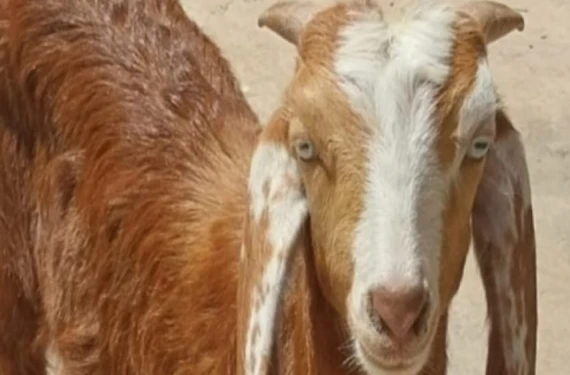Sosyal medyaya ilan verdi