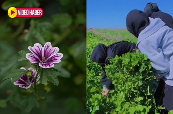 Sevilerek tüketilen şifalı bitki!