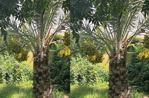 Salkım salkım meyve verdi