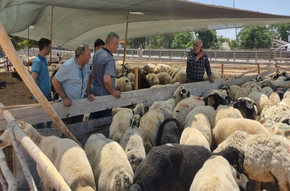 Şanlıurfa’da kurban fiyatları belli oldu!