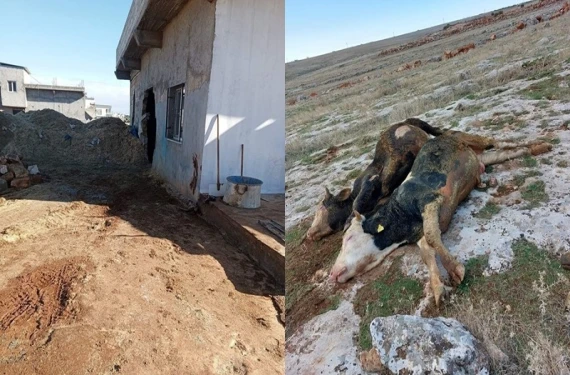 Çok sayıda büyükbaş telef oldu