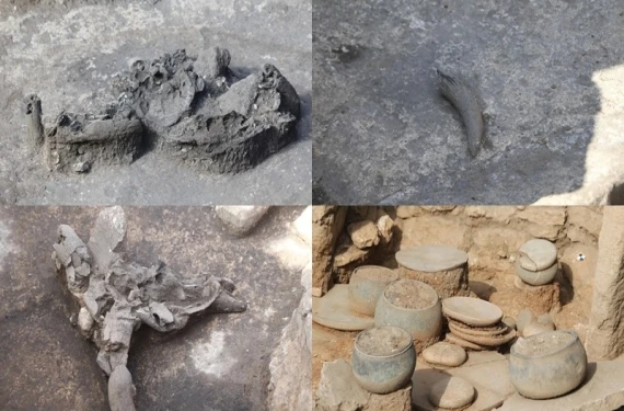 Leopar, kurt çenesi, akbaba, tilki…