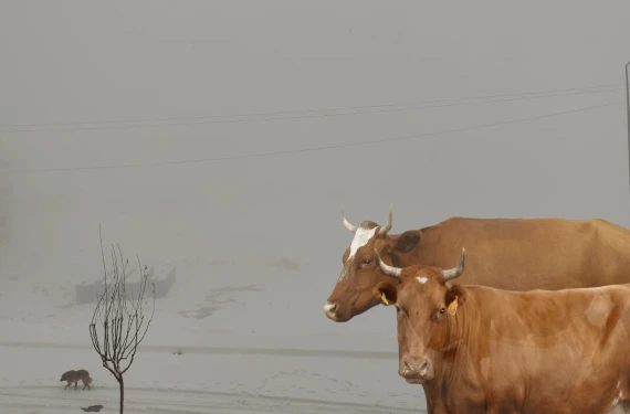 Birçok hayvan telef oldu