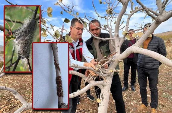 İşte karagöz kurduna karşı en etkili mücadele yöntemi
